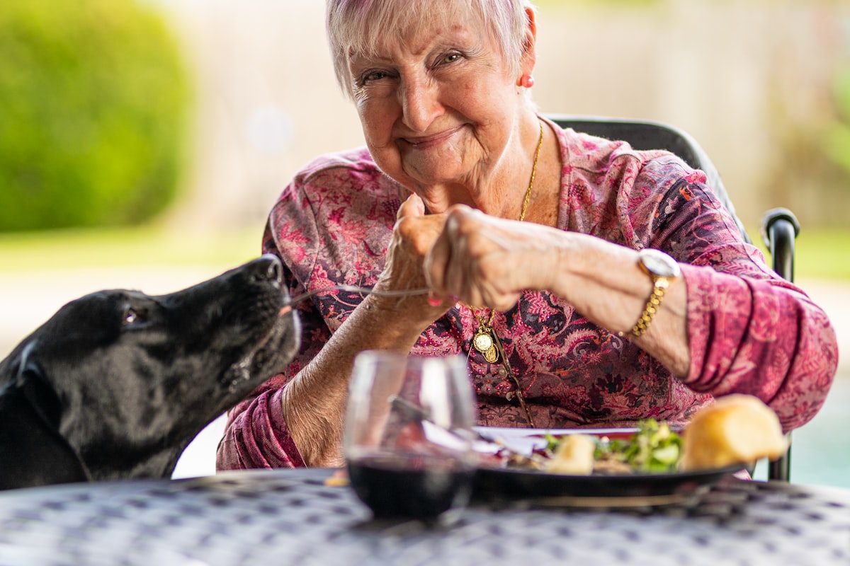An older dog being lovingly cared for at home.